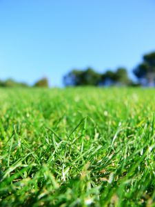1106523_green_grass